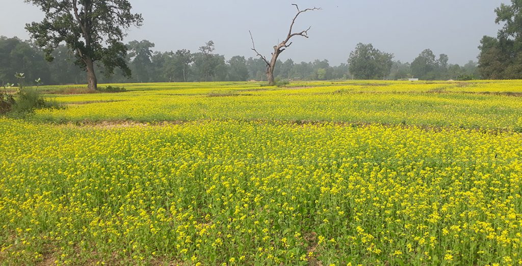 प्रतिकात्मक तस्वीर
